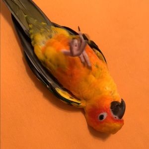 Meet your Posher, Nona